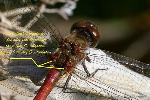 Réf. 193 263 : Sympetrum vulgatum